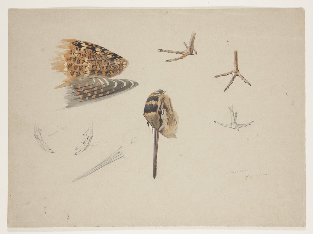 Woodcock beak, feet and wing, c.1915 by Archibald Thorburn