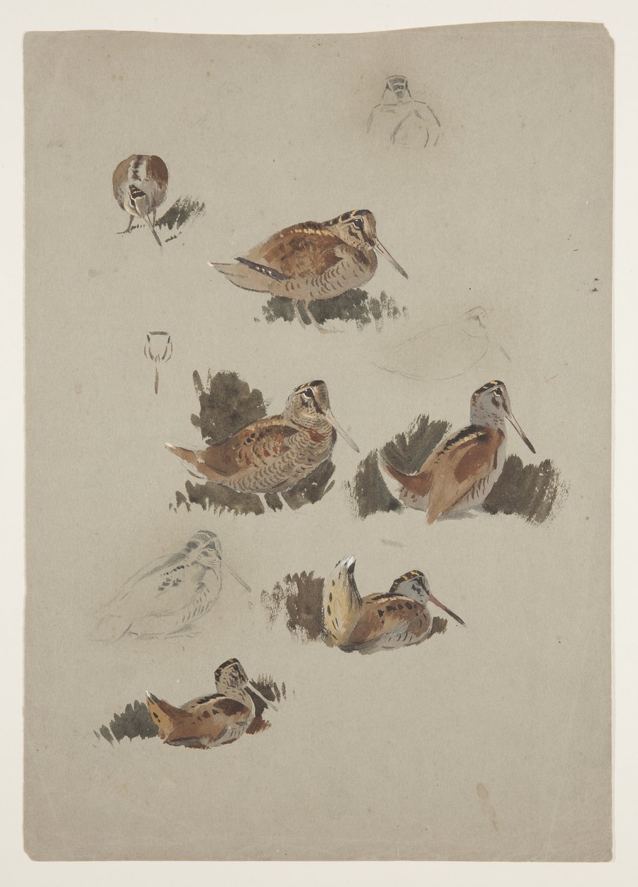 Woodcock, c.1915 by Archibald Thorburn