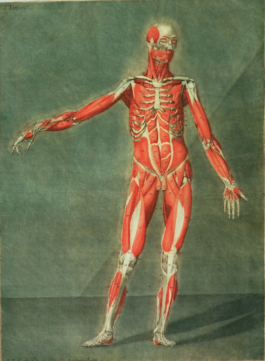 Superficial Muscular System of the Front of the Body, plate 4 from a complete course of anatomy with text by Jadelot, engraved by the artist, published 1773 by Arnauld Eloi Gautier D