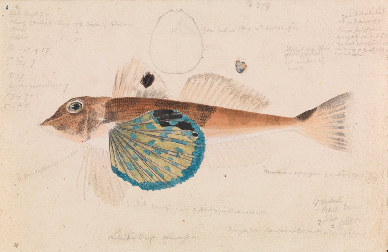 Butterfly Gurnard, Lepidotrigla vanessa by Arthur Bartholomew