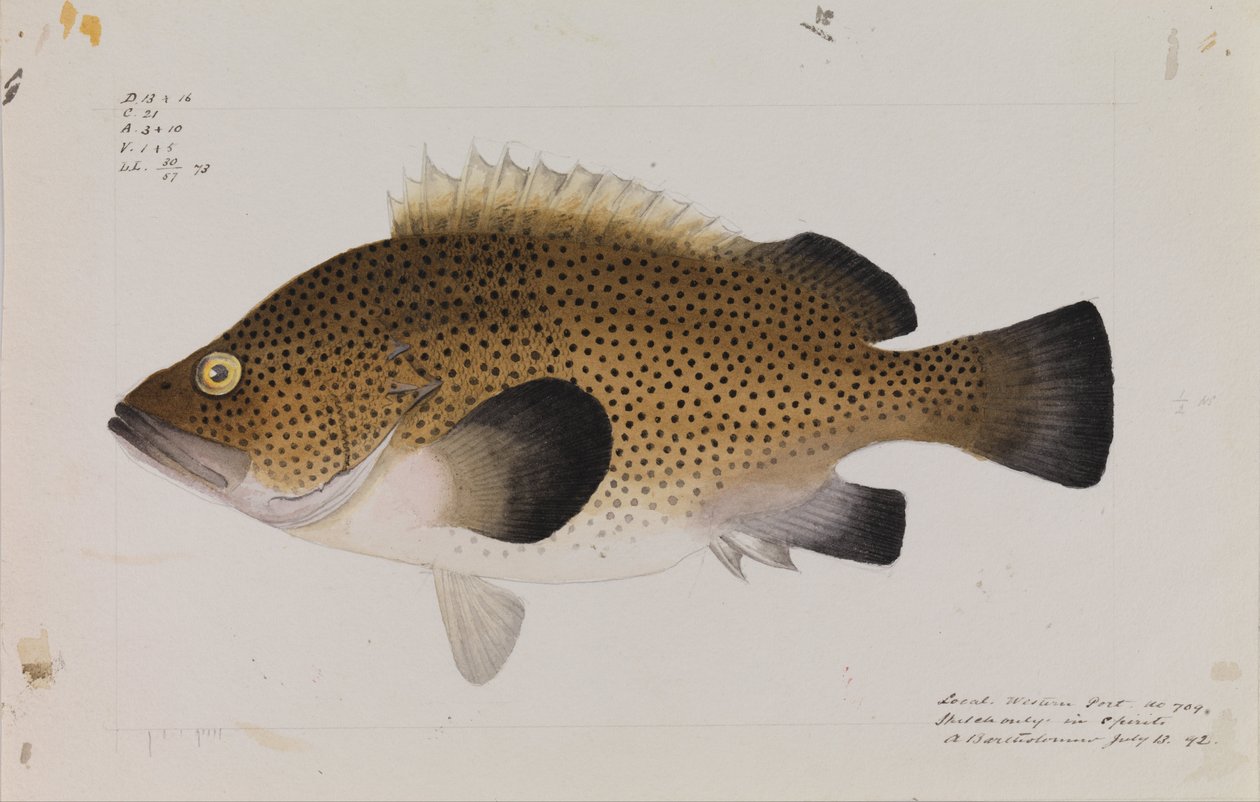 Eastern Wirra, Acanthistius ocellatus by Arthur Bartholomew