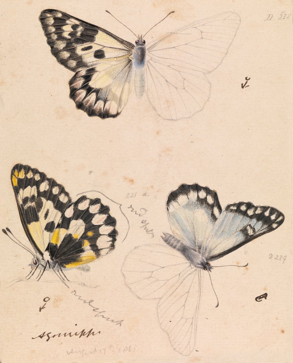 Wood White Butterfly, Delias aganippe by Arthur Bartholomew