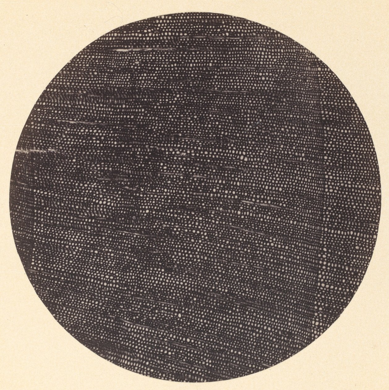 Microphotograph of Traverse Section of Wood Salisburia by Arthur Durham