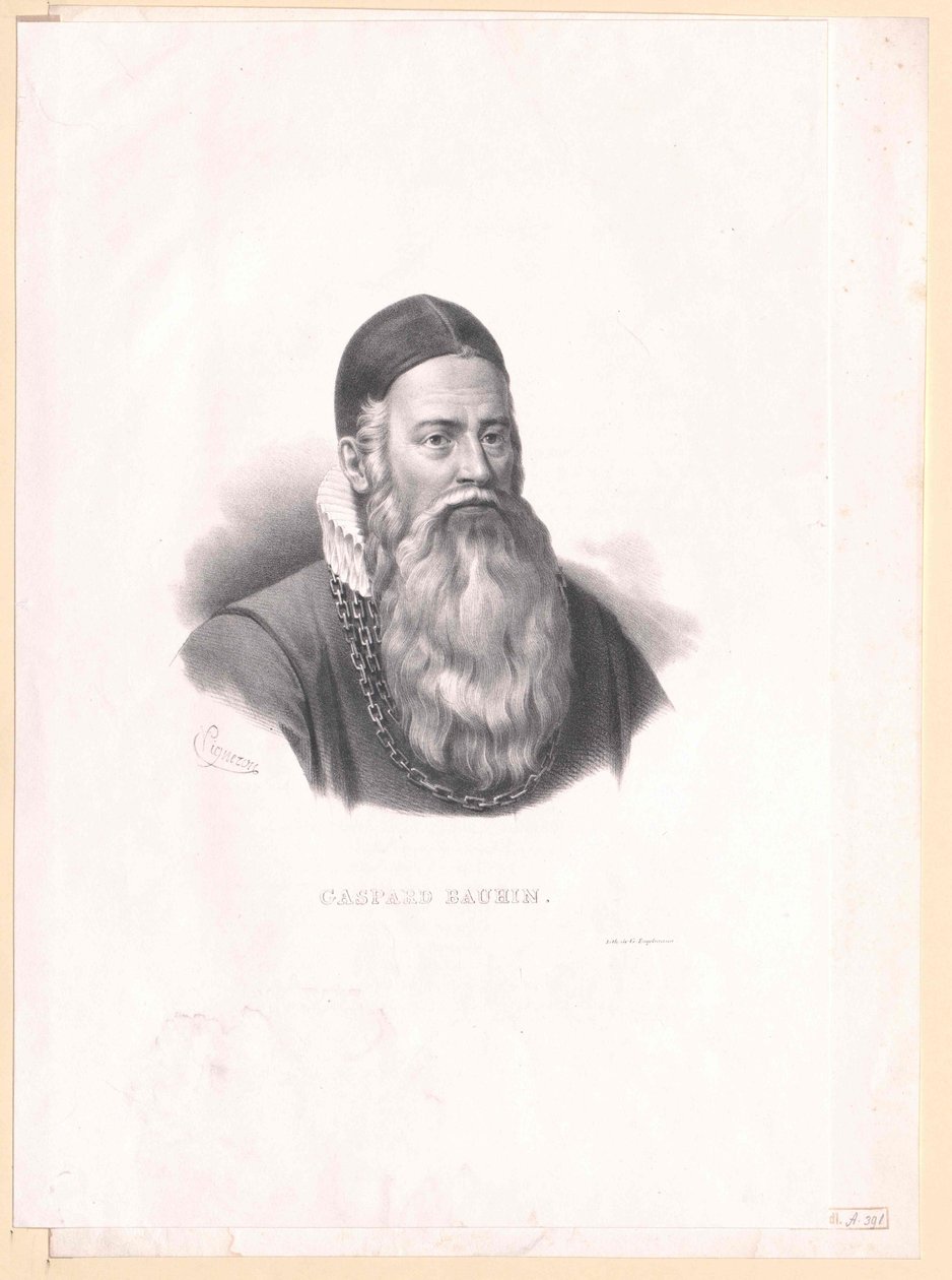 Kaspar Bauhin by Artist Unknown