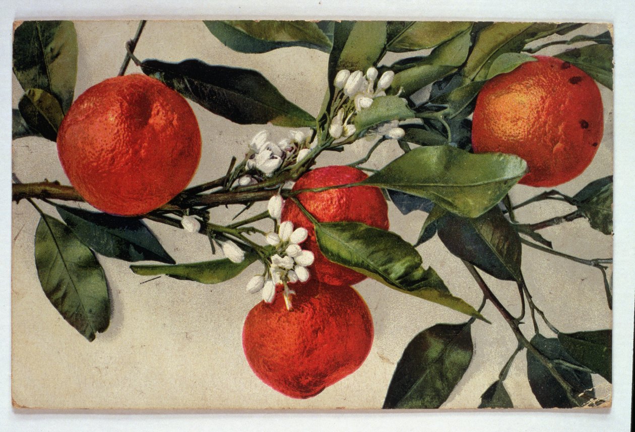 Oranges by Artist Unknown