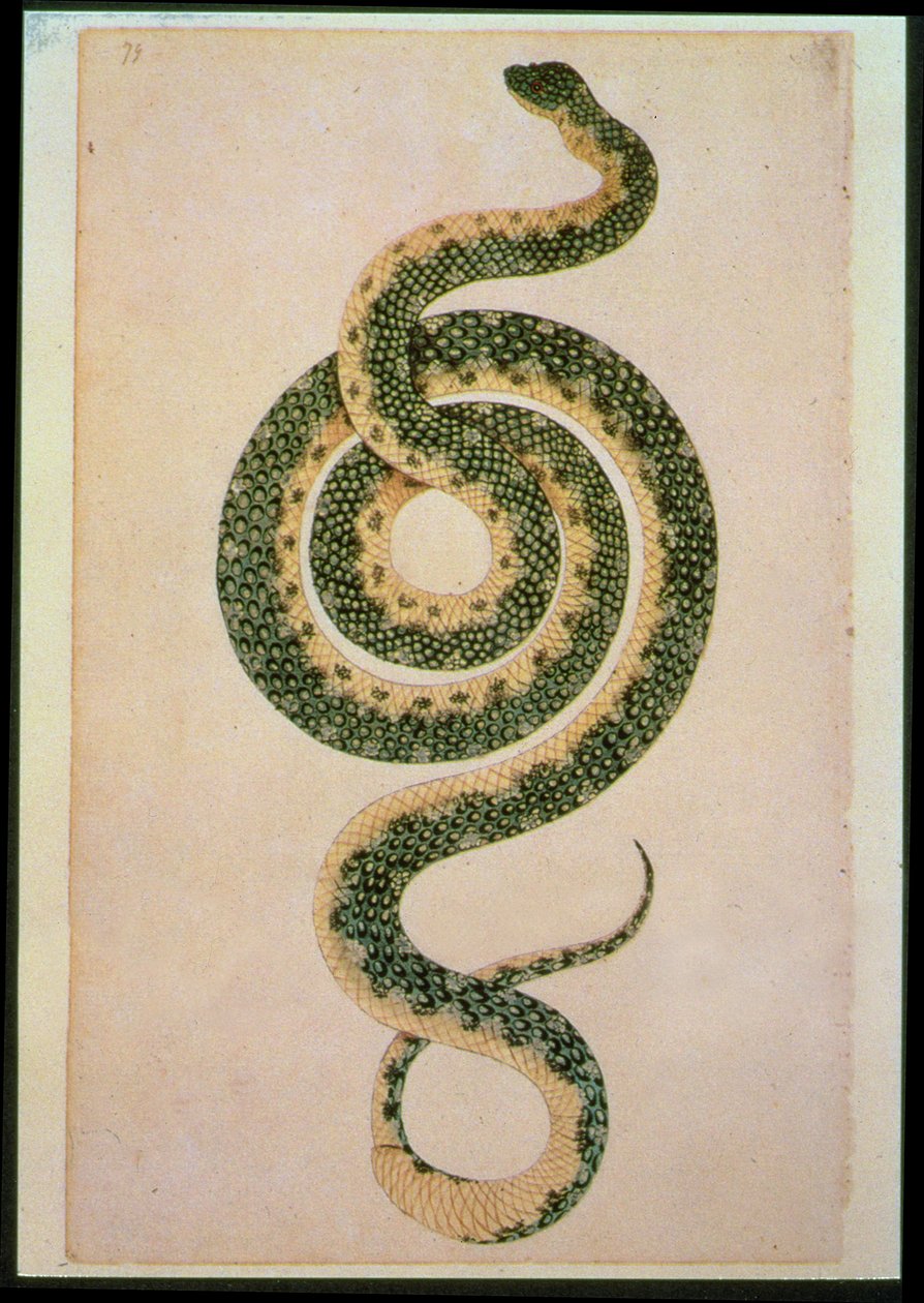 Snake (engraving) by Artist Unknown