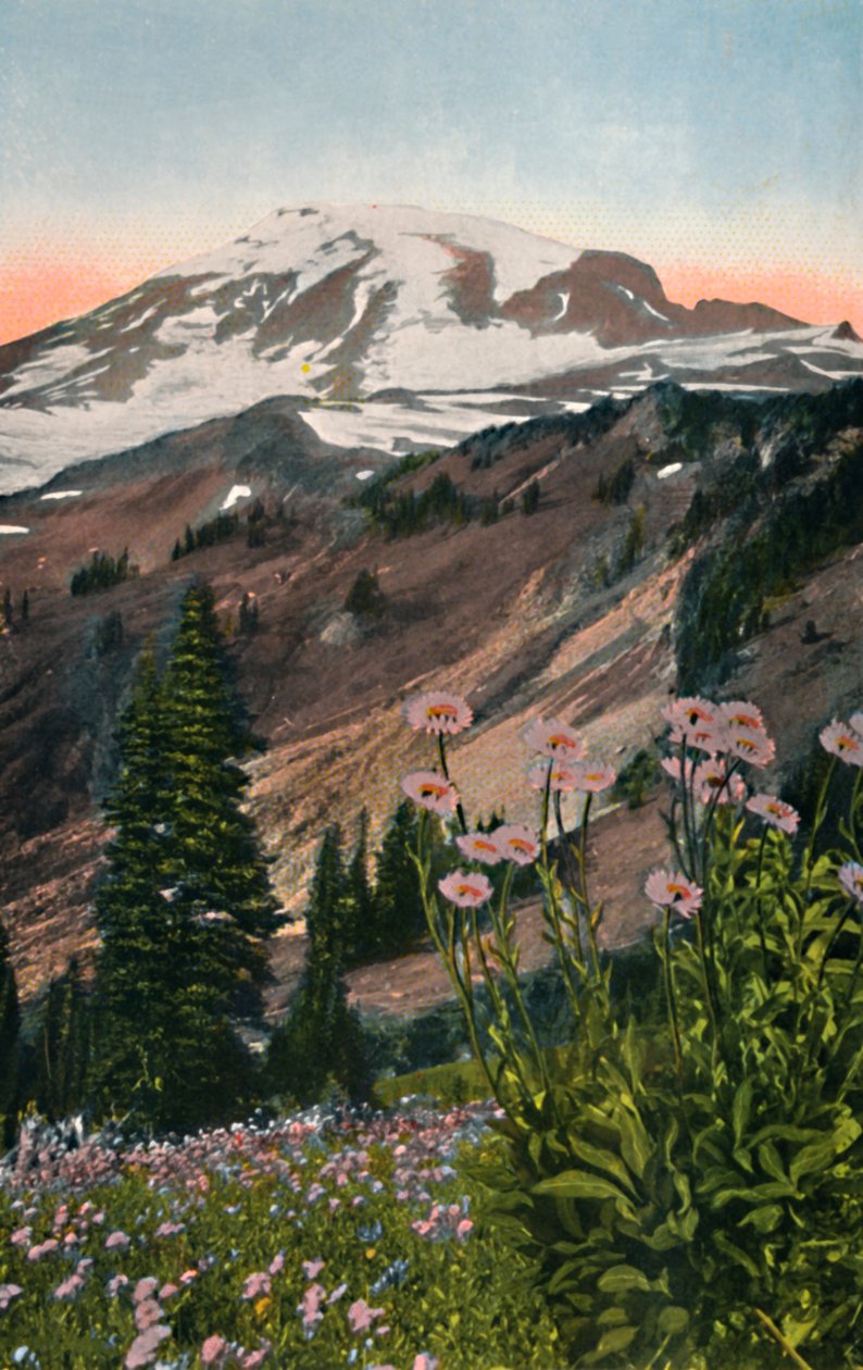 Purple Asters, in Mount Rainier National Park by Asahel Curtis