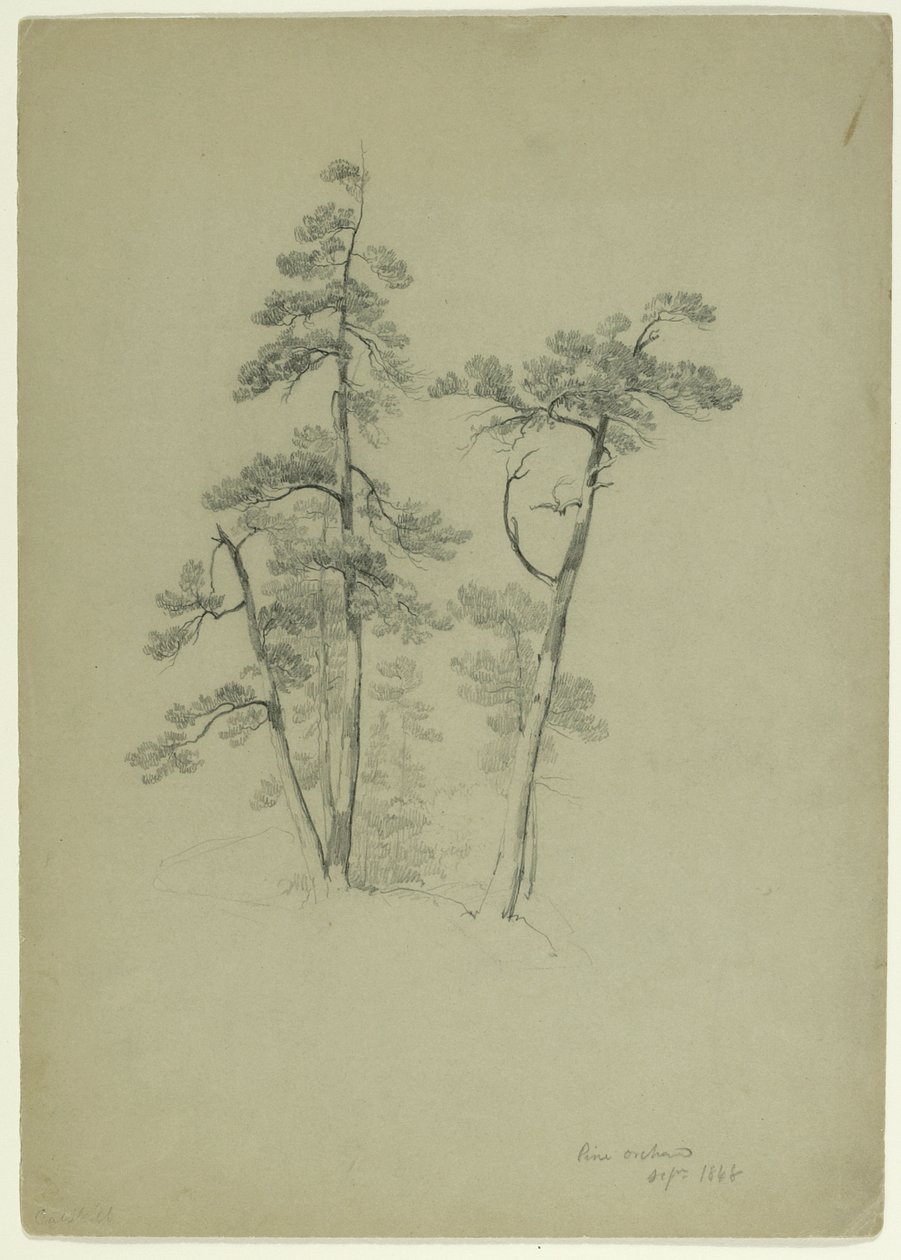 Study of Trees, Pine Orchard, Catskill, New York by Asher Brown Durand