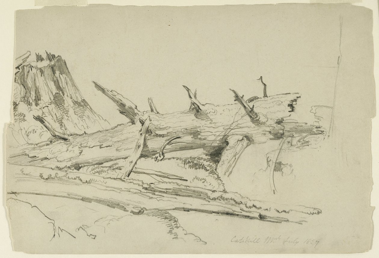 Study of a Fallen Tree Trunk, Catskill Mountains, New York, 1857 by Asher Brown Durand