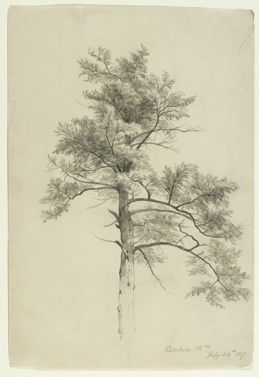 Tree Study, Catskill Mountains, New York by Asher Brown Durand