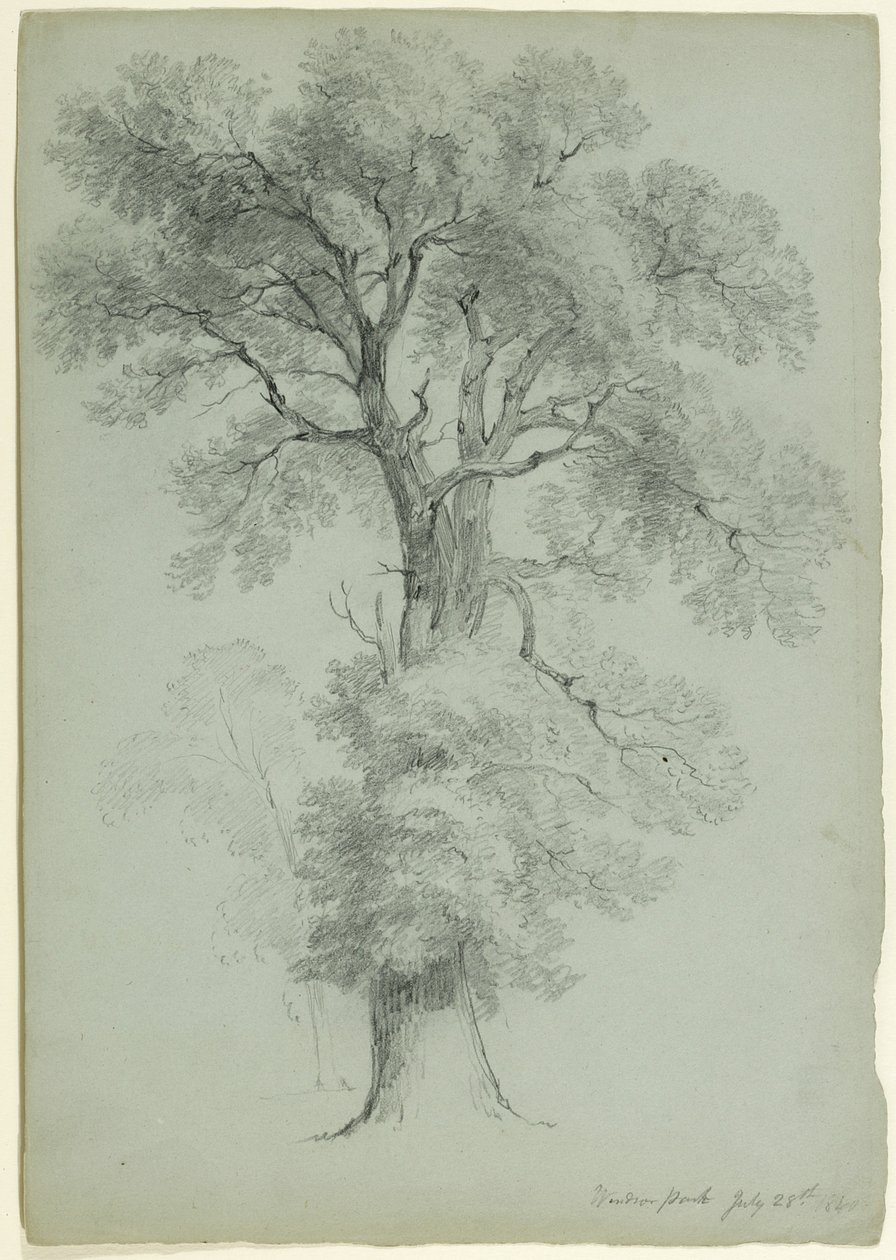 Tree Study, Windsor Park, England, 1840 by Asher Brown Durand