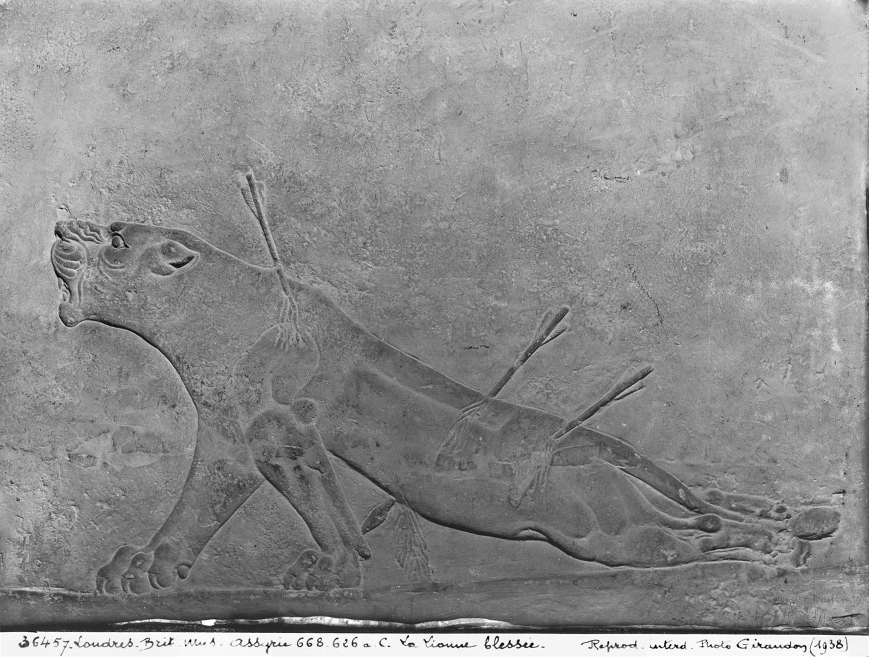 Wounded lioness, detail from a relief panel depicting Ashurbanipal II Killing Lions, from the Palace of Ashurbanipal II, Nimrud, Iraq, Neo-Assyrian, 668-627 BC by Assyrian