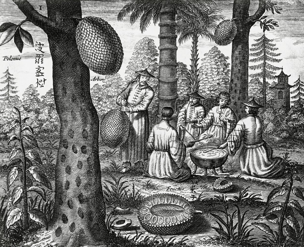 Chinese fruits, engraving from China monuments by Athanasius Kircher
