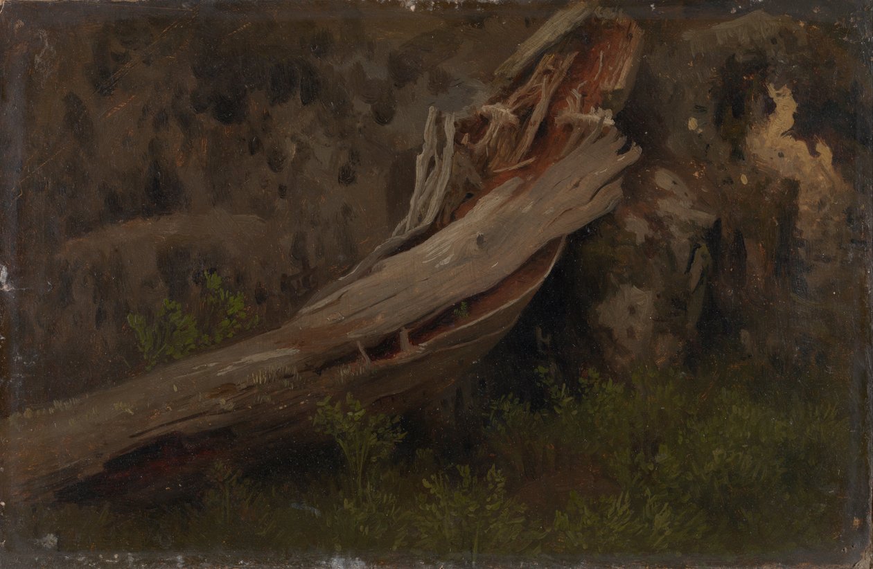Study of a Decaying Trunk by August Cappelen