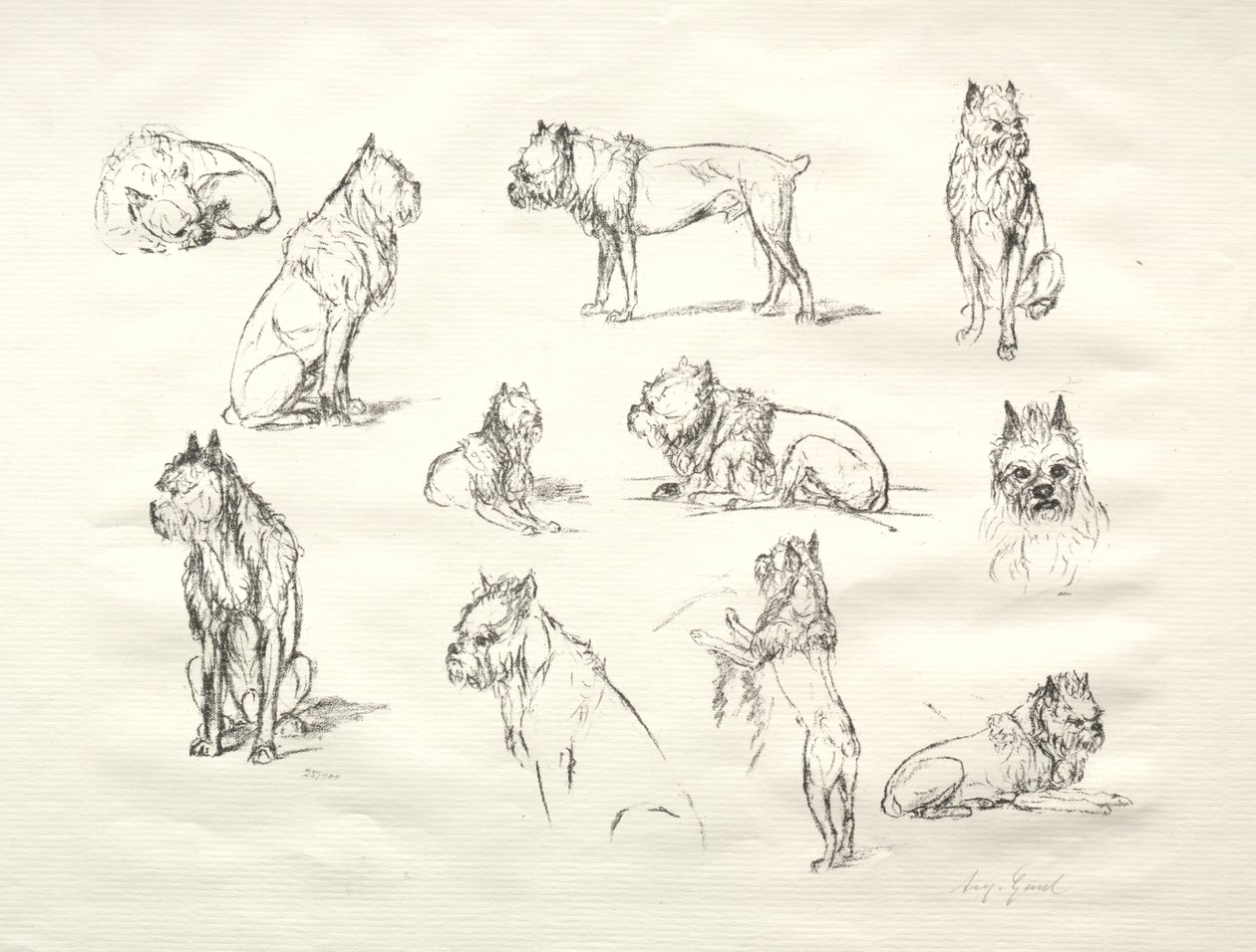Study of Dogs by August Gaul