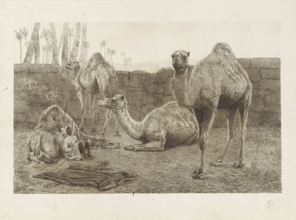 Camels by August Le Gras