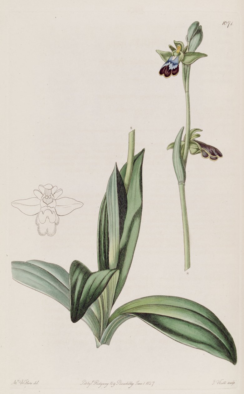 Illustration of Ophrys fusca by Augusta Innes Withers