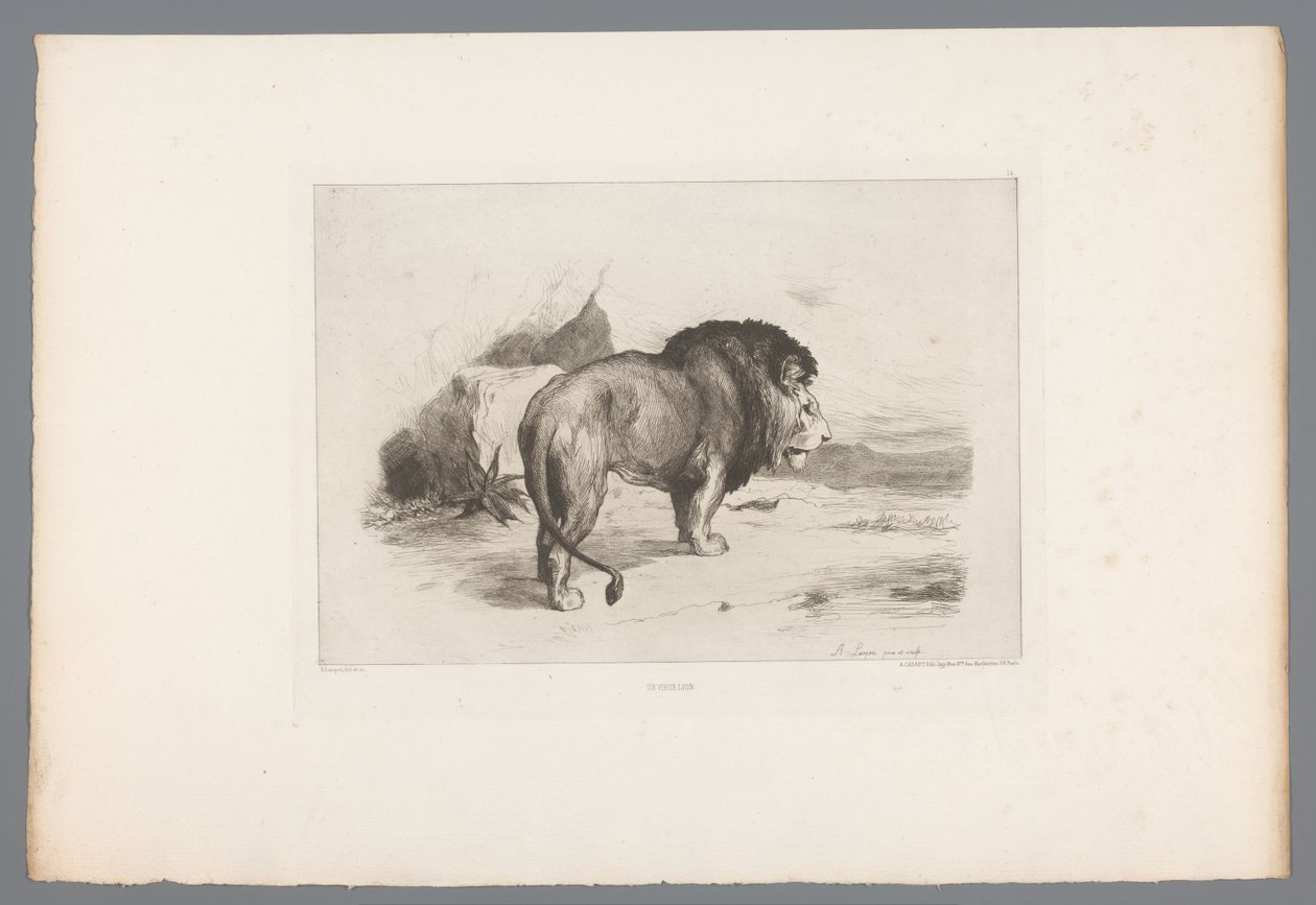 Lion (French Etchings from 1874) by Auguste Andre Lancon