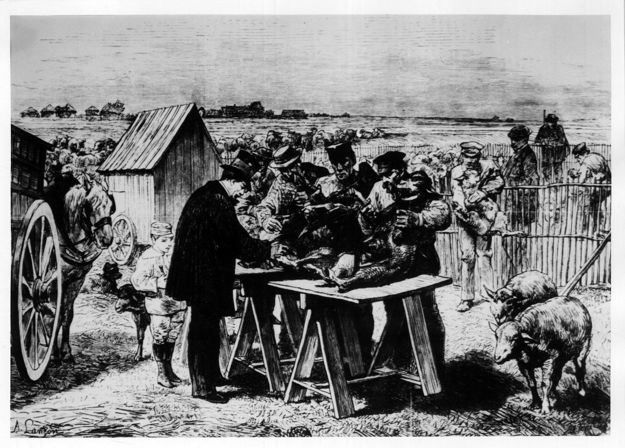 Vaccination of Sheep by Pasteur, engraving by A. Lançon by Auguste Andre Lancon