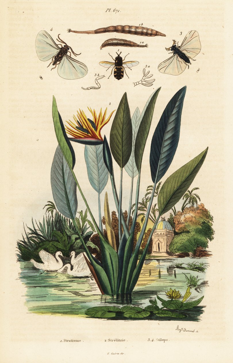 Soldierfly, crane flower and ,1834-1839 by Auguste Dumenil