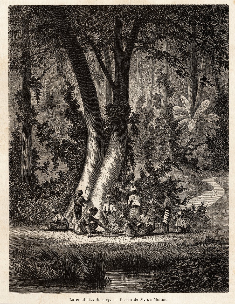 The picking of Syri, or betel by Auguste de Molins