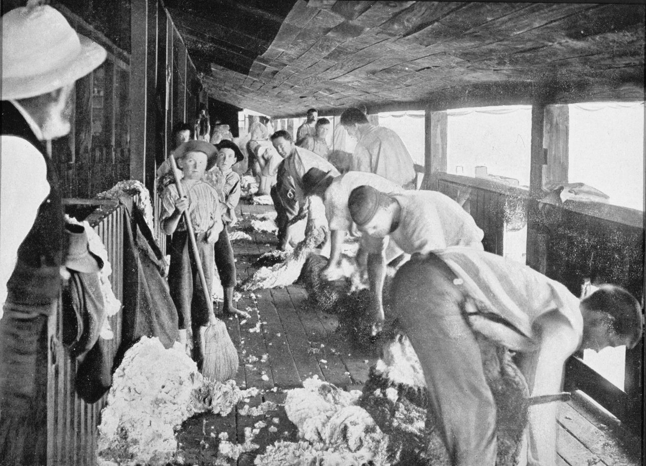 Sheep Shearing Shed, Queensland, from 