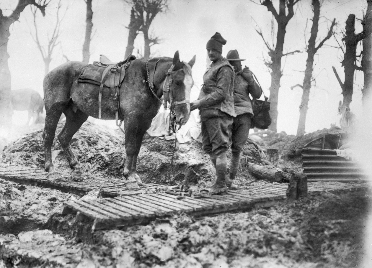 An Artillery Horse Used for Transporting Ammunition to the Guns and Its Unidentified Australian Driver on a Duckboard Track Between Mametz and Montauban, December 1916 by Australian Photographer