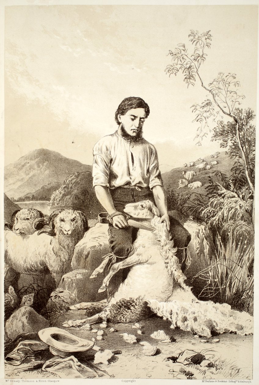 Sheep shearing, from The History of Australasia by David Blair, 1879 by Australian School