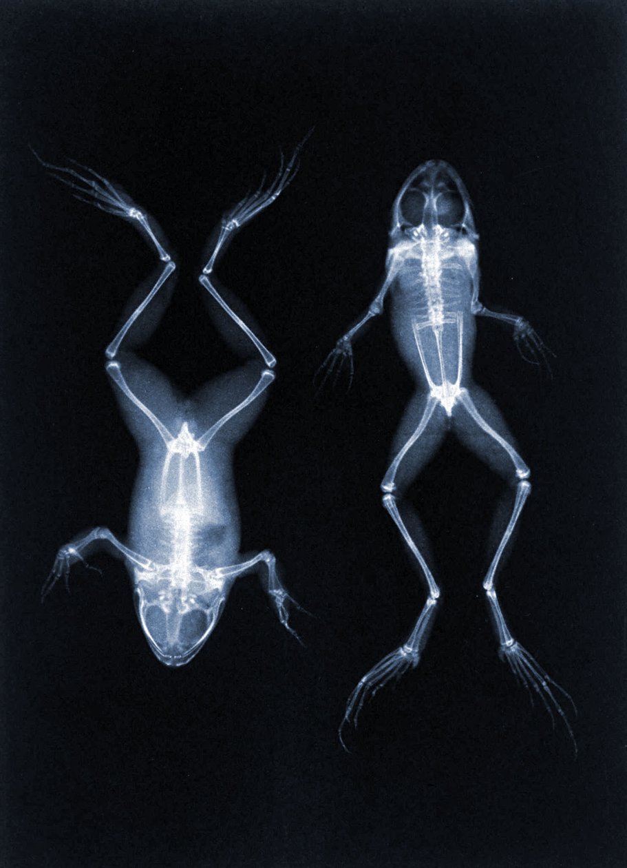 An early X-ray photo of frogs by Joseph Maria Eder, 1896 by Austrian School