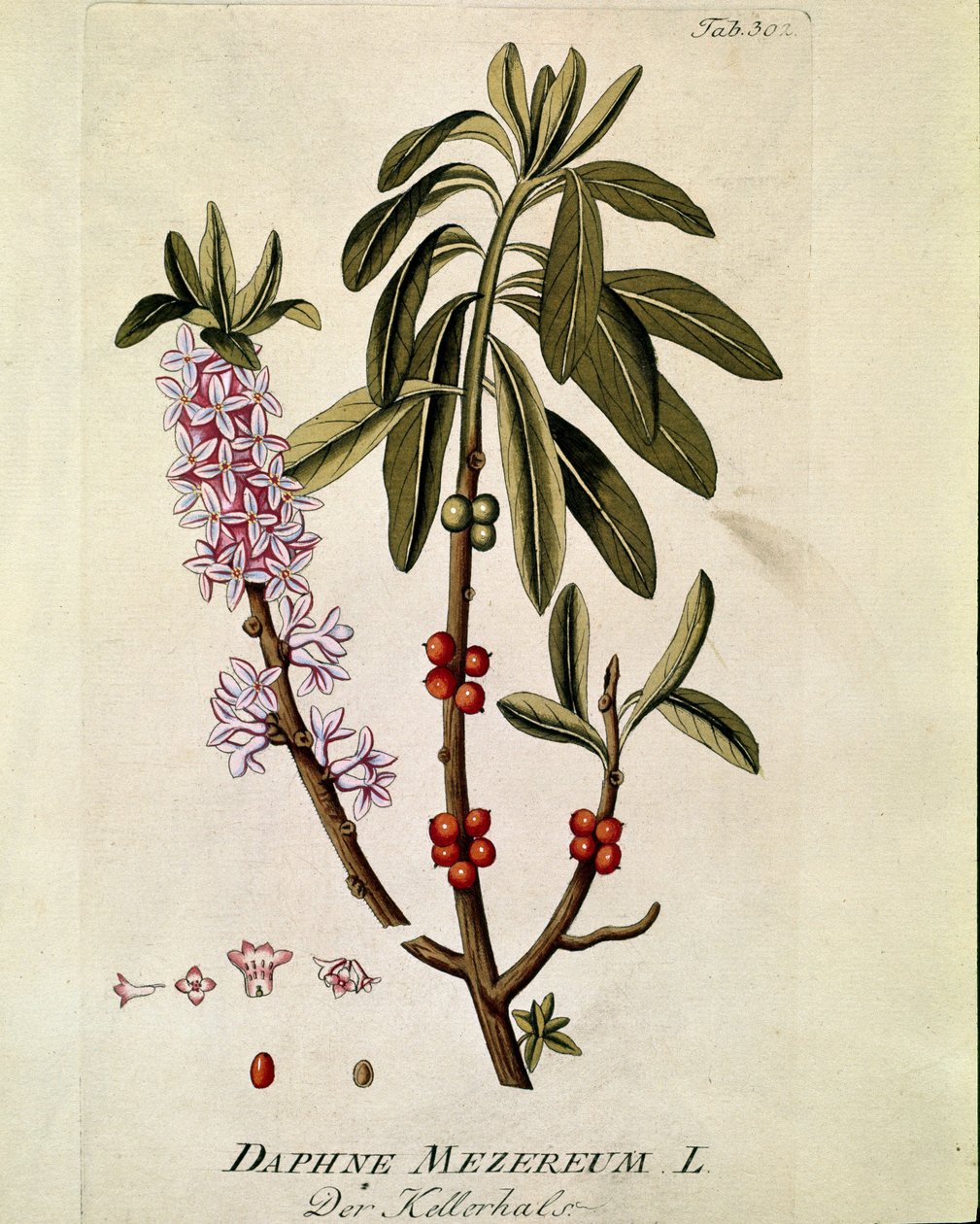 Botanical: 