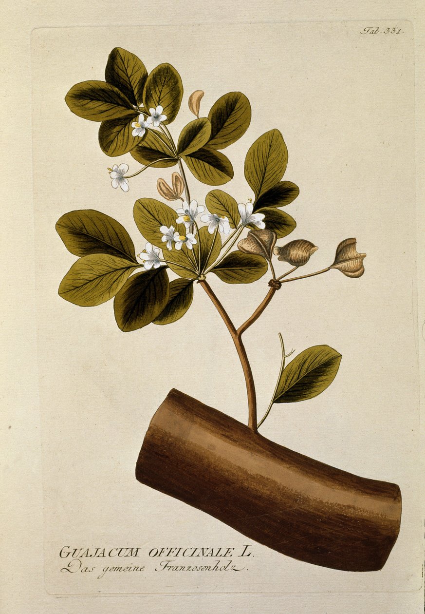 Botanical: 