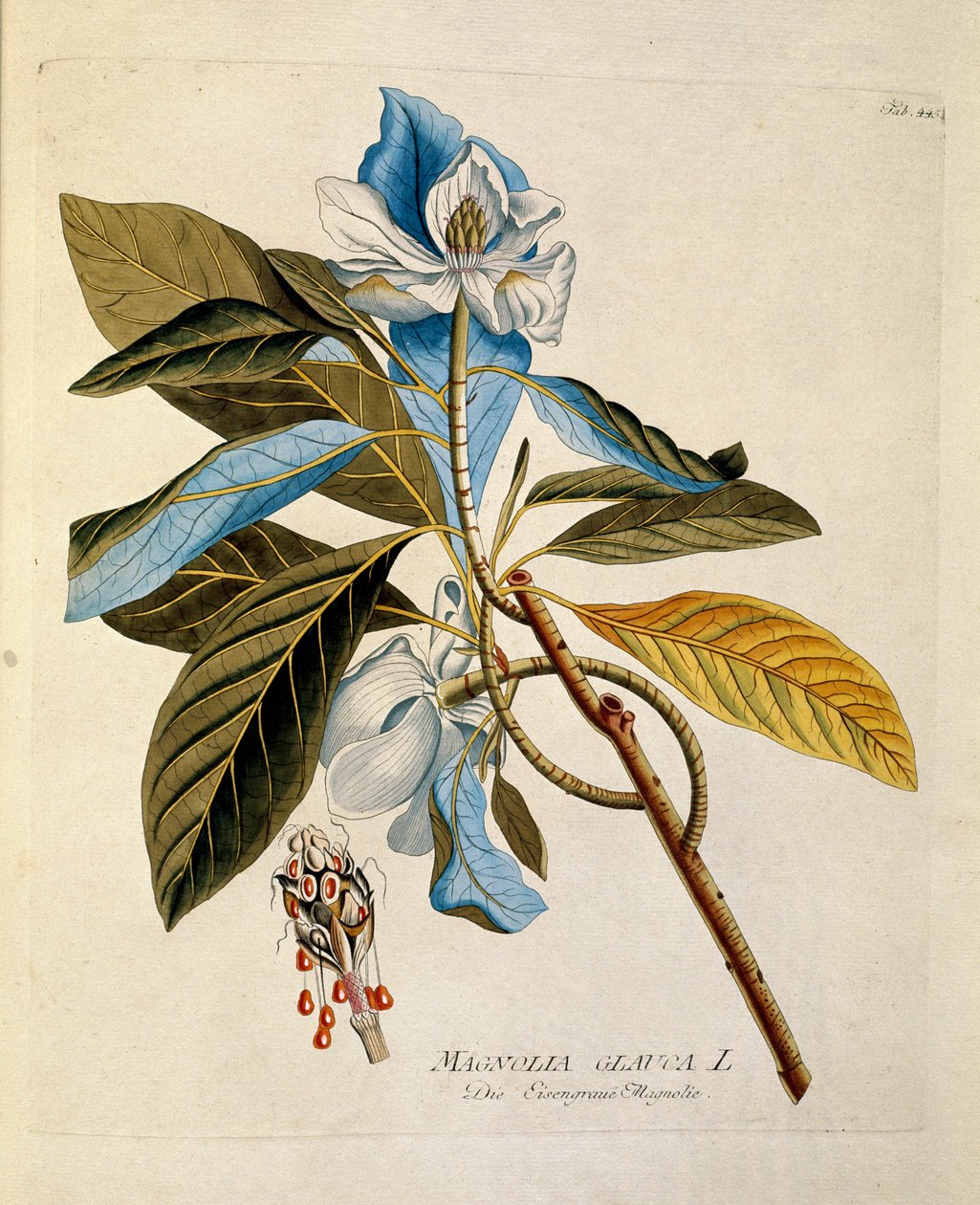 Botanical: 