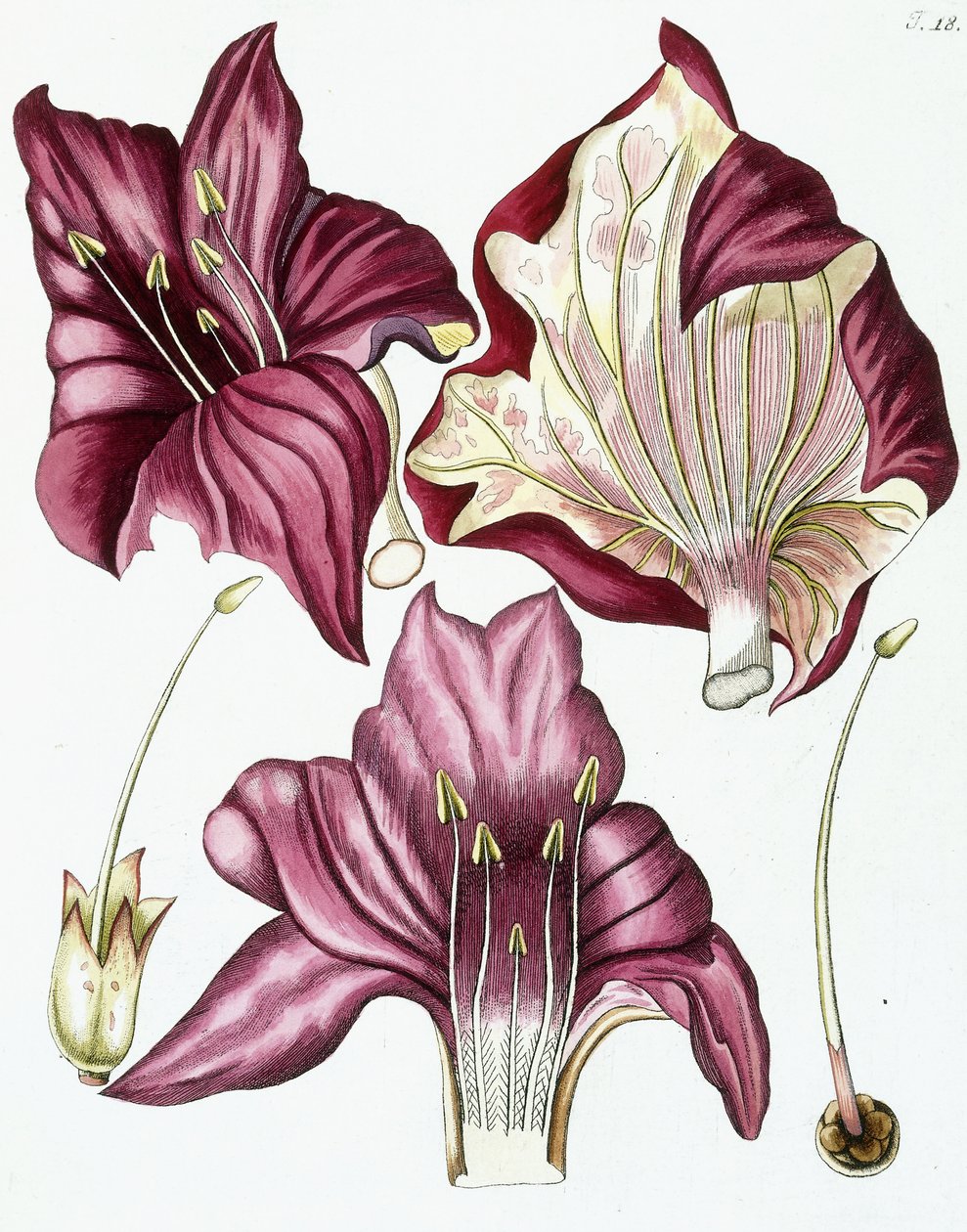 Figure 18, from "Collectanea ad Botanicam, Chemiam, et Historiam Naturalem spectantia, cum figuris", 1786-1796 by Austrian School