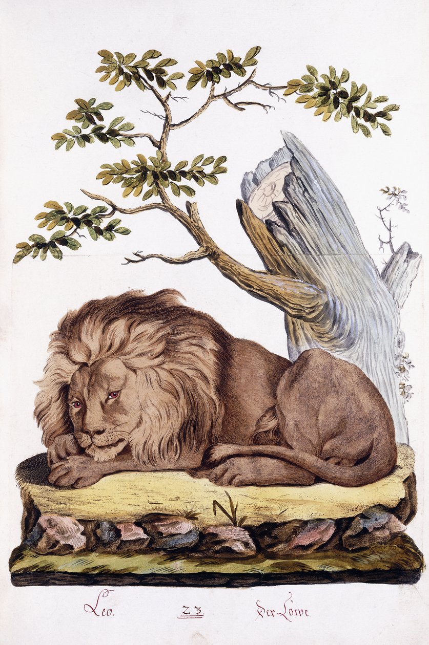 Lion, 1794 by Austrian School