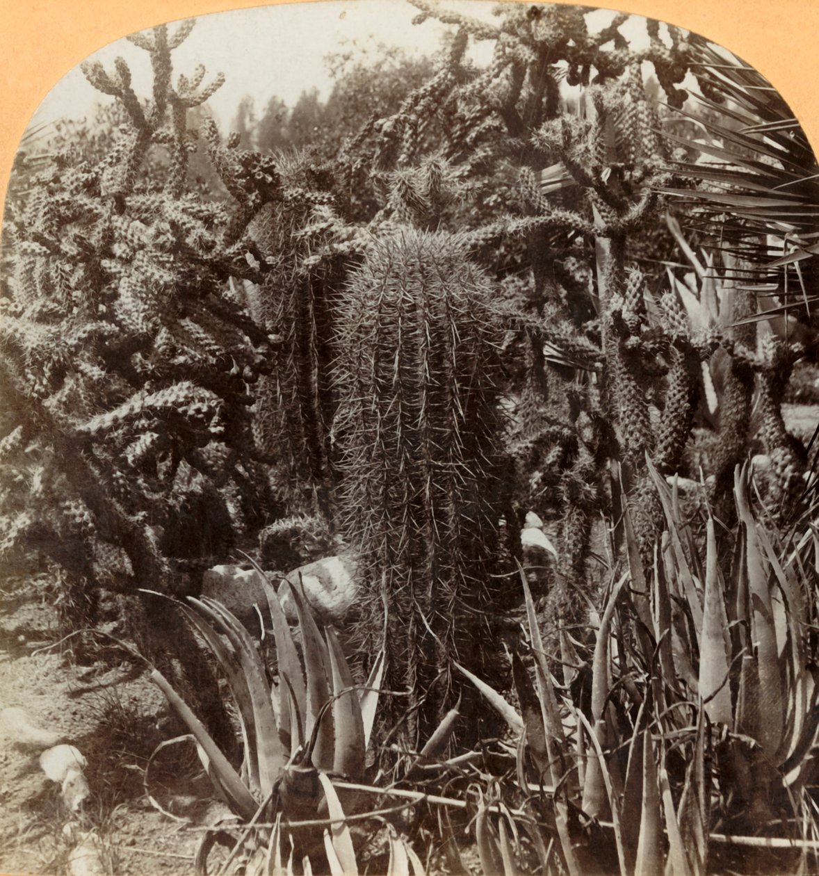 Cactus Garden, Cragin Place, Lake Worth, Florida, c.1900 by B. L. Singley