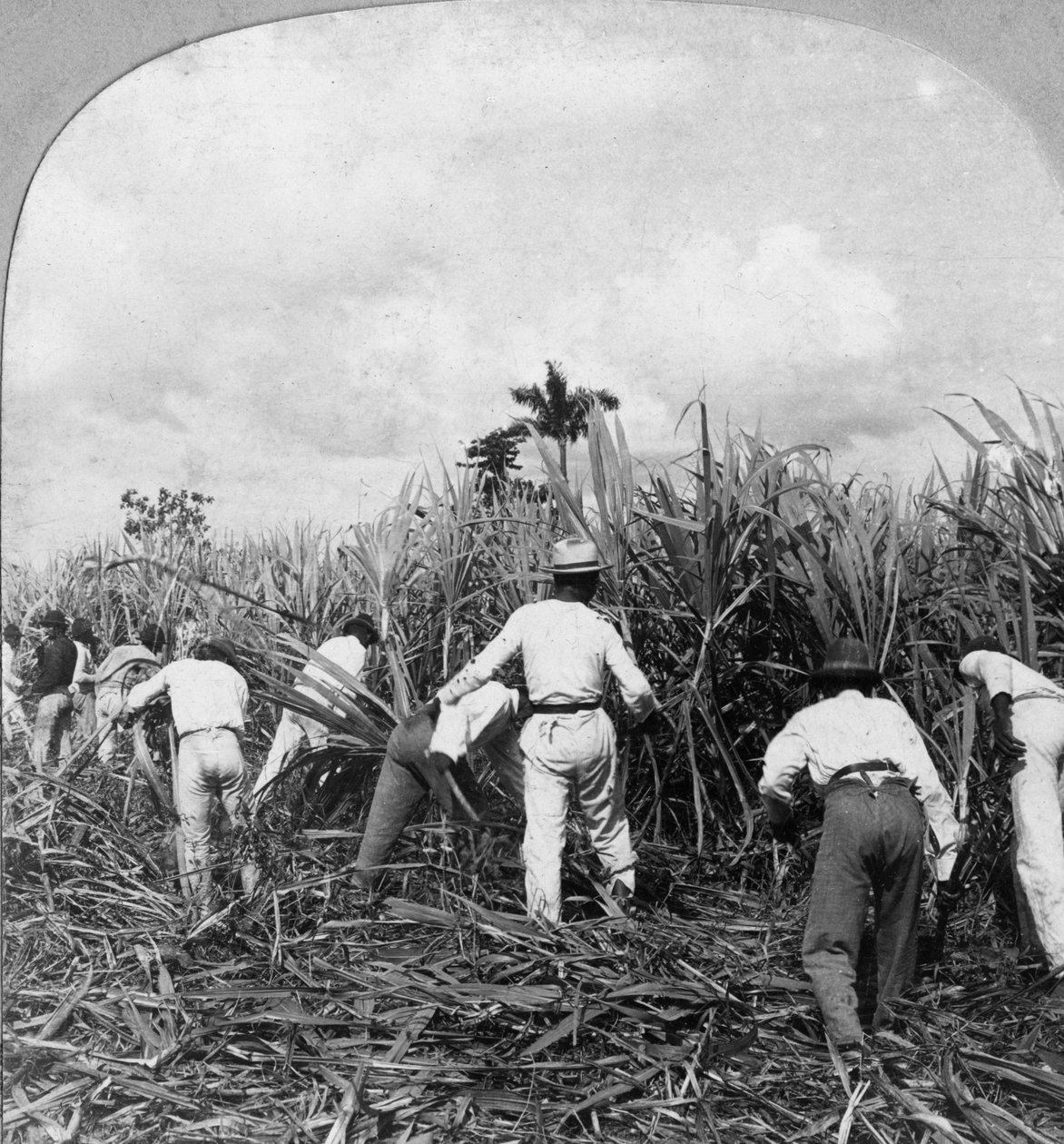 Harvesting Sugar Cane, Rio Pedro, Porto Rico by B. L. Singley