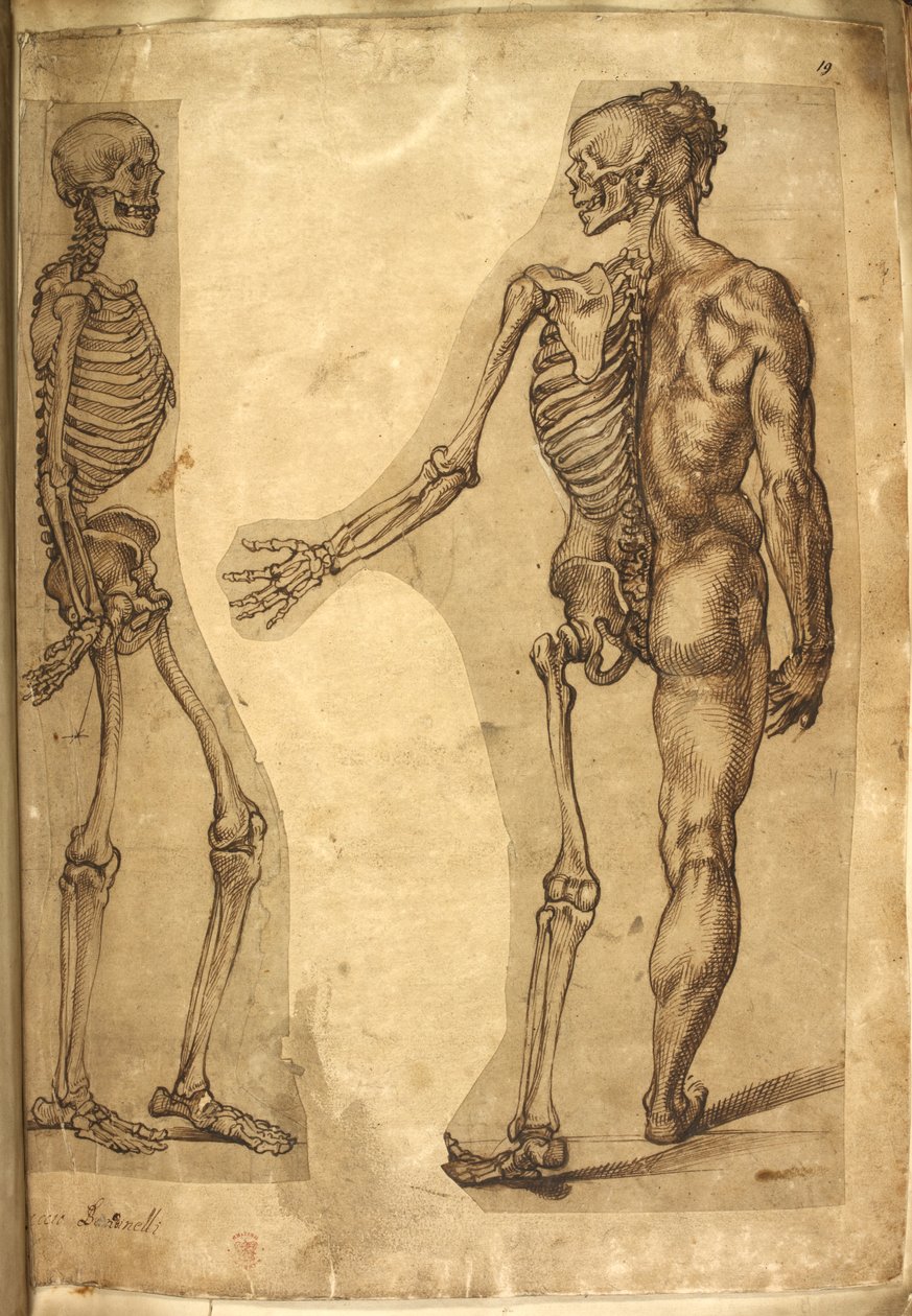 Human Skeleton and Half Figure, from Various Anatomical Drawings of Men and Animals by Baccio Bandinelli