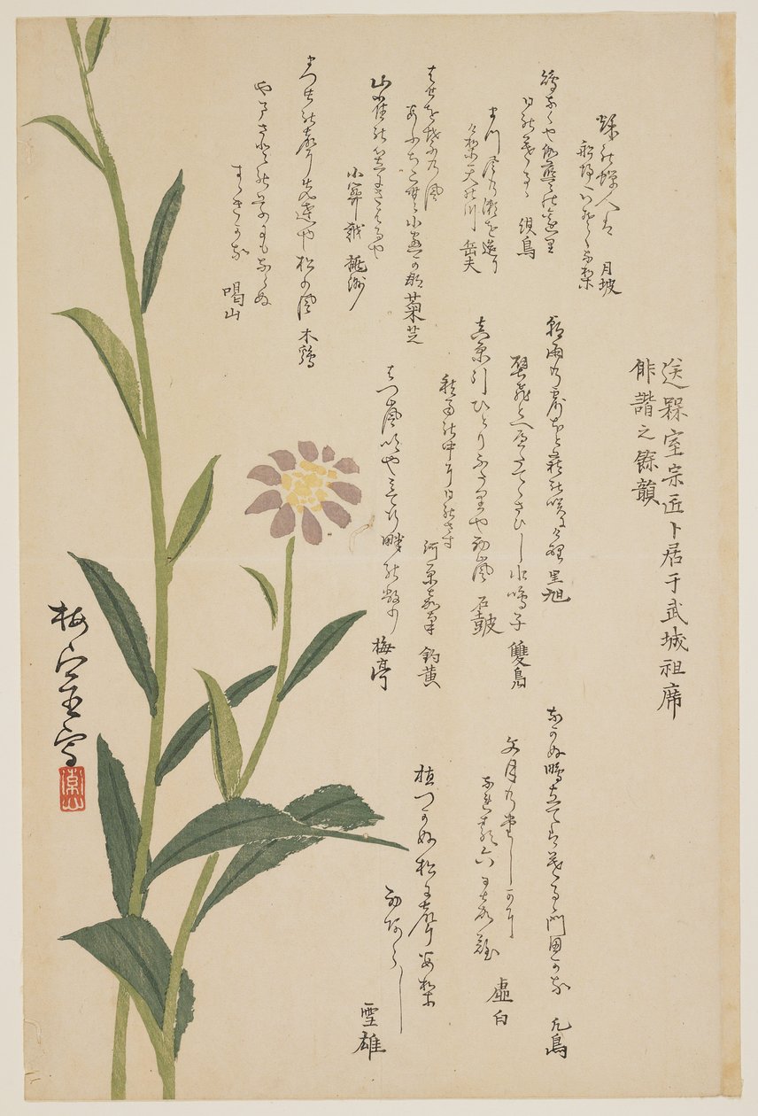 Purple Flower, c.1830-1844 by Baishitsu
