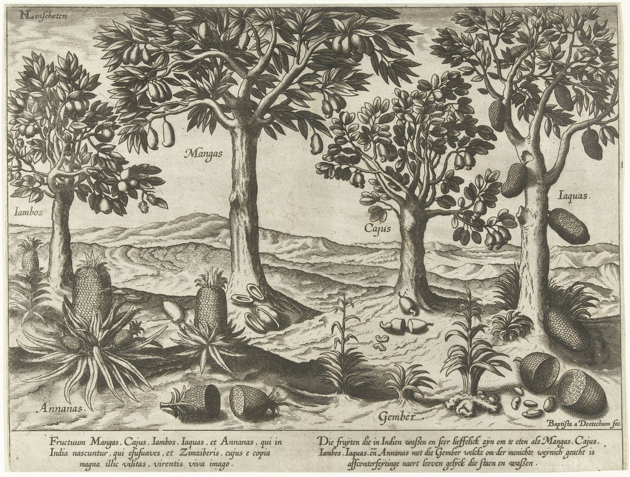 Fruit Trees and Shrubs from East Indies by Baptista van Doetechum