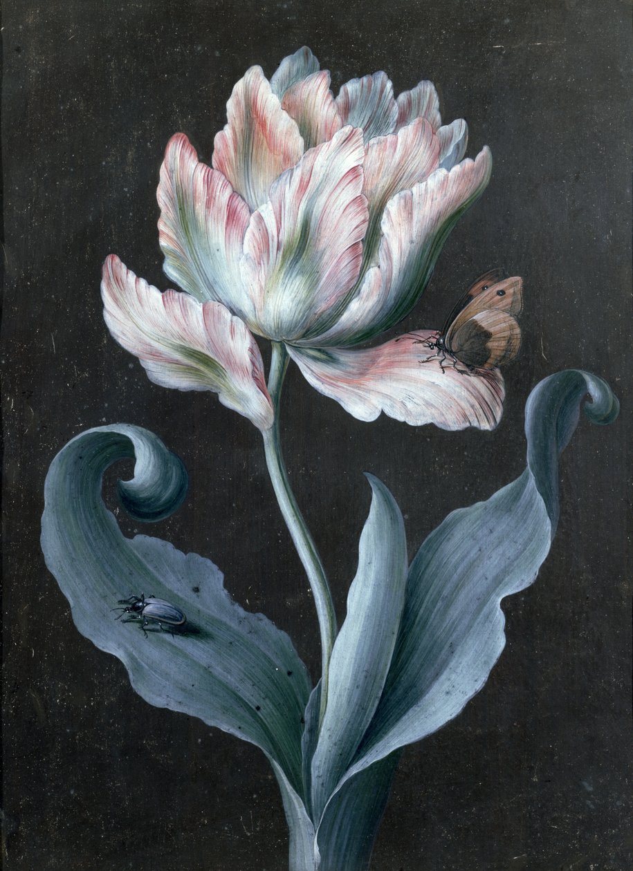 Parrot Tulip with Butterfly and Beetle by Barbara Regina Dietzsch