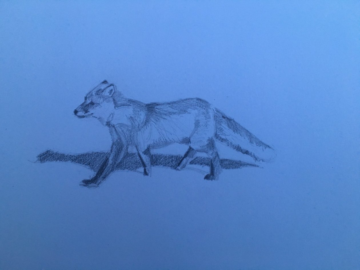 Fox by Barbara Hoogeweegen