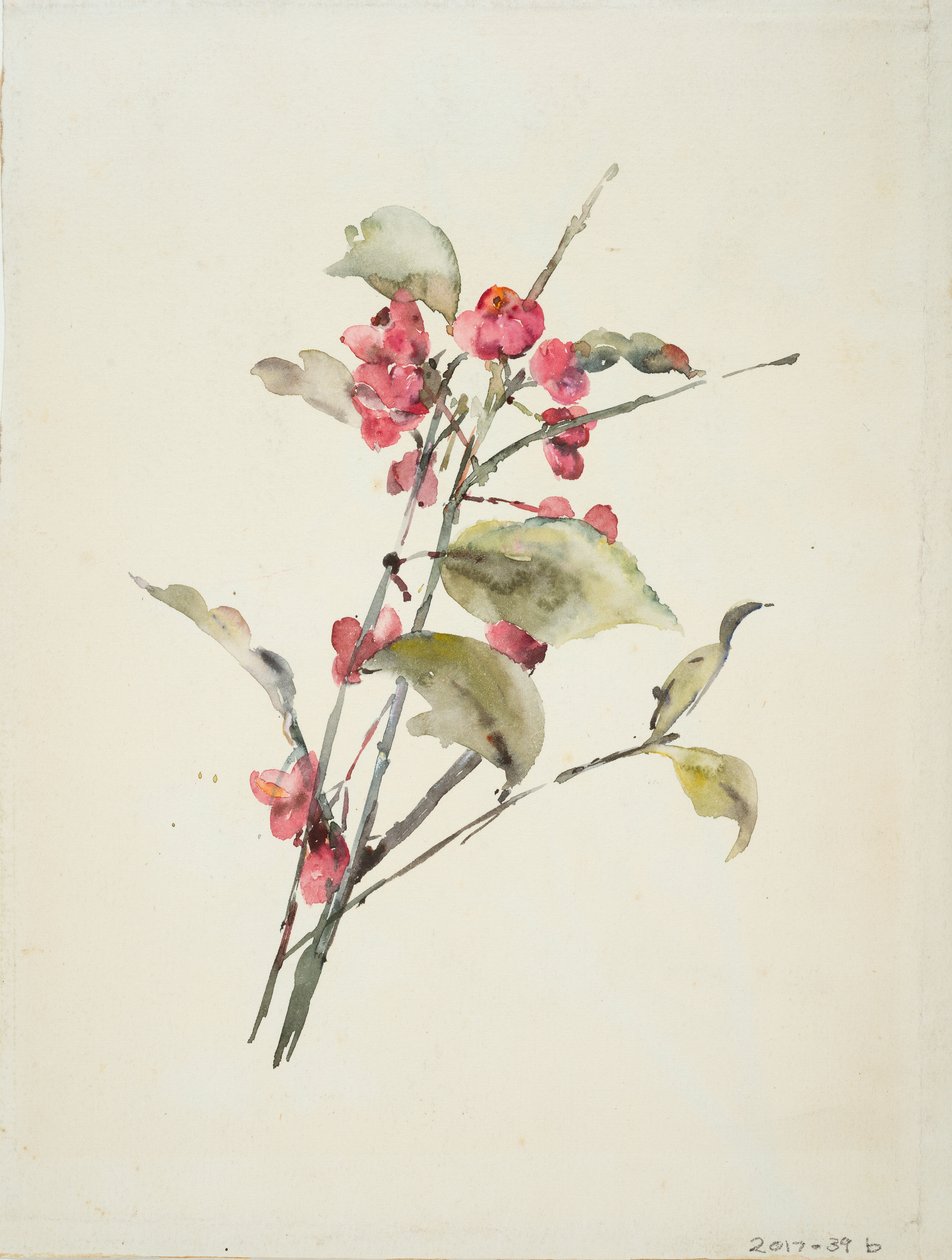 Pink Flowers by Barbara Leigh Smith Bodichon