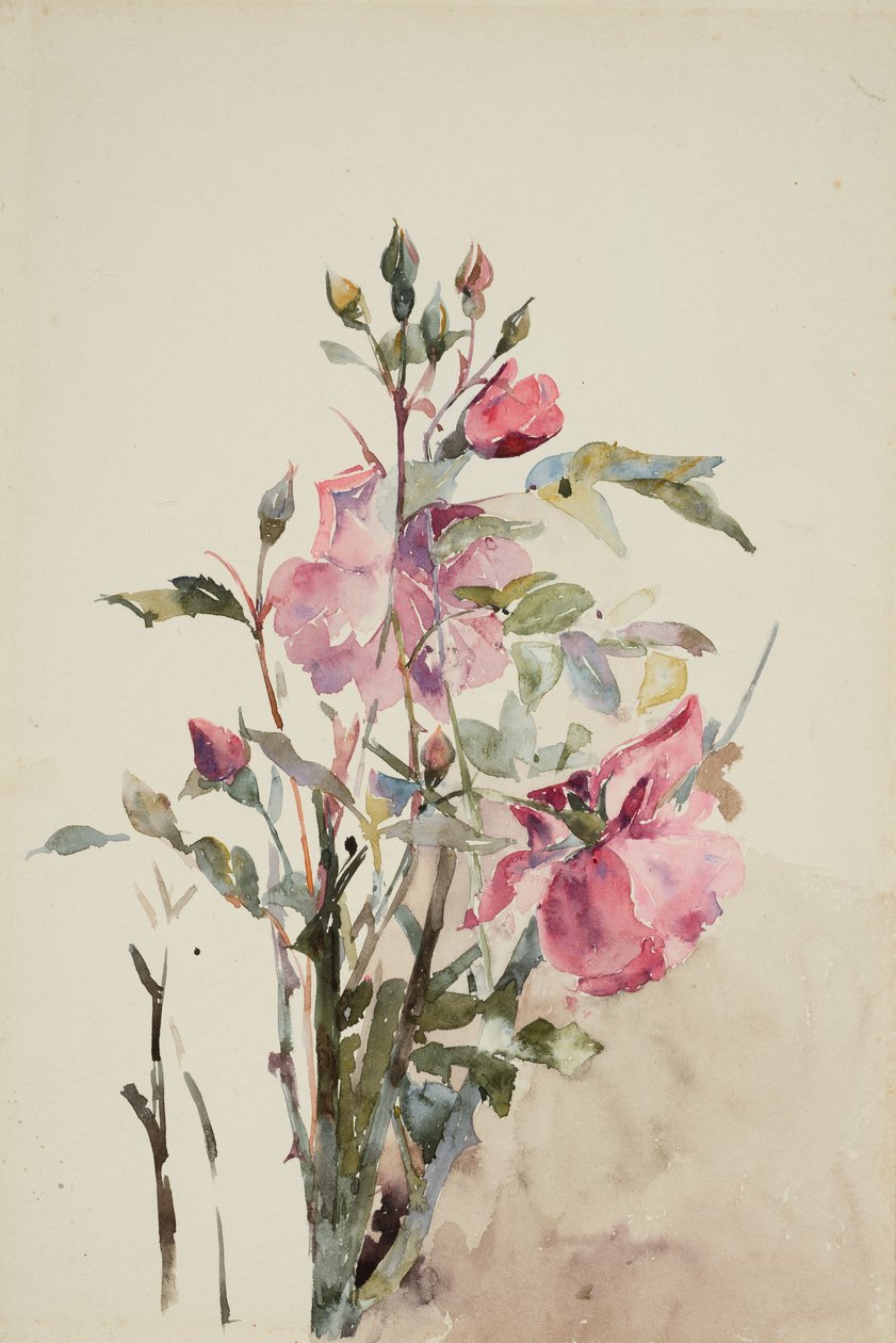 Pink Flower Stems by Barbara Leigh Smith Bodichon