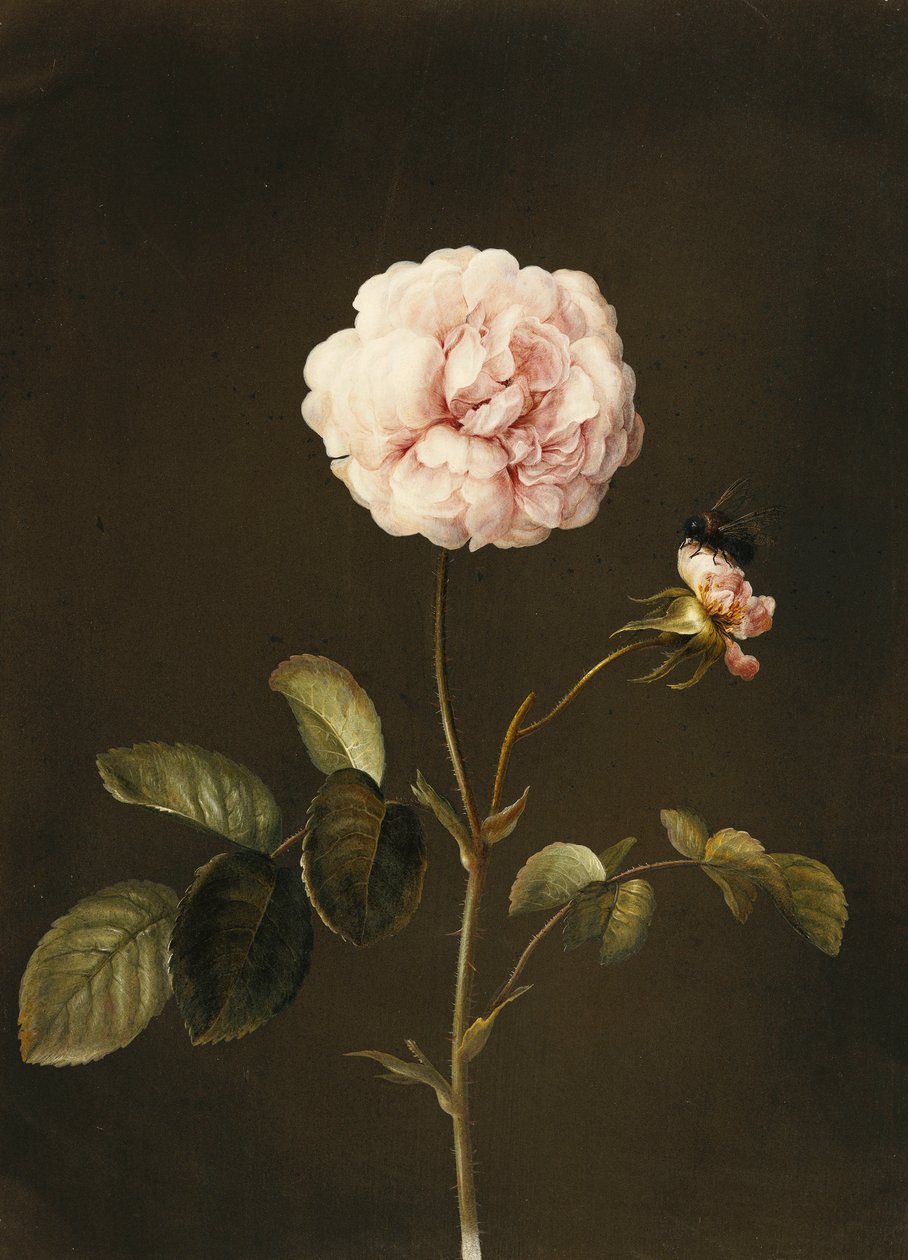 A Gallica Rose with a Bumblebee by Barbara Regina Dietzsch
