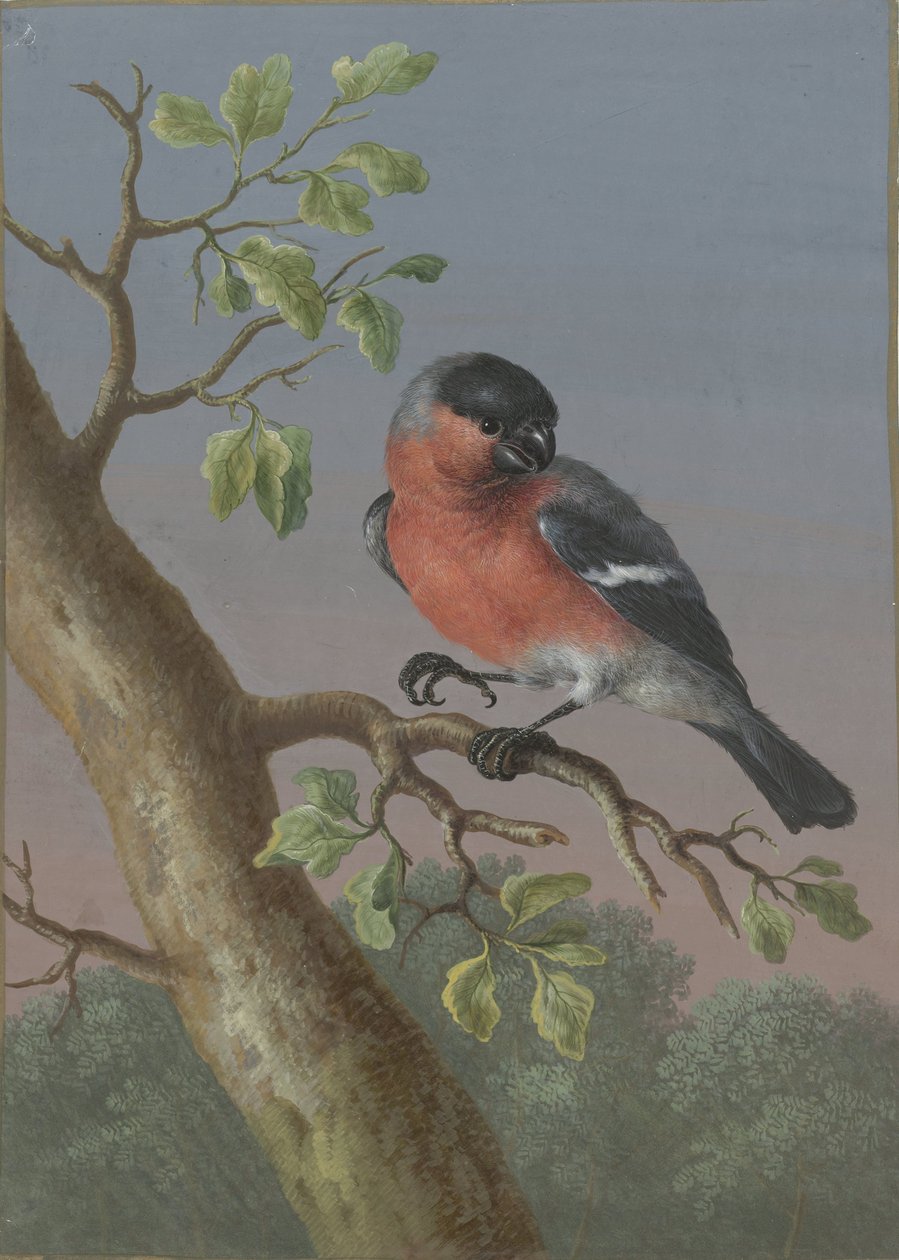 Bullfinch (Four Gouaches of Birds) by Barbara Regina Dietzsch