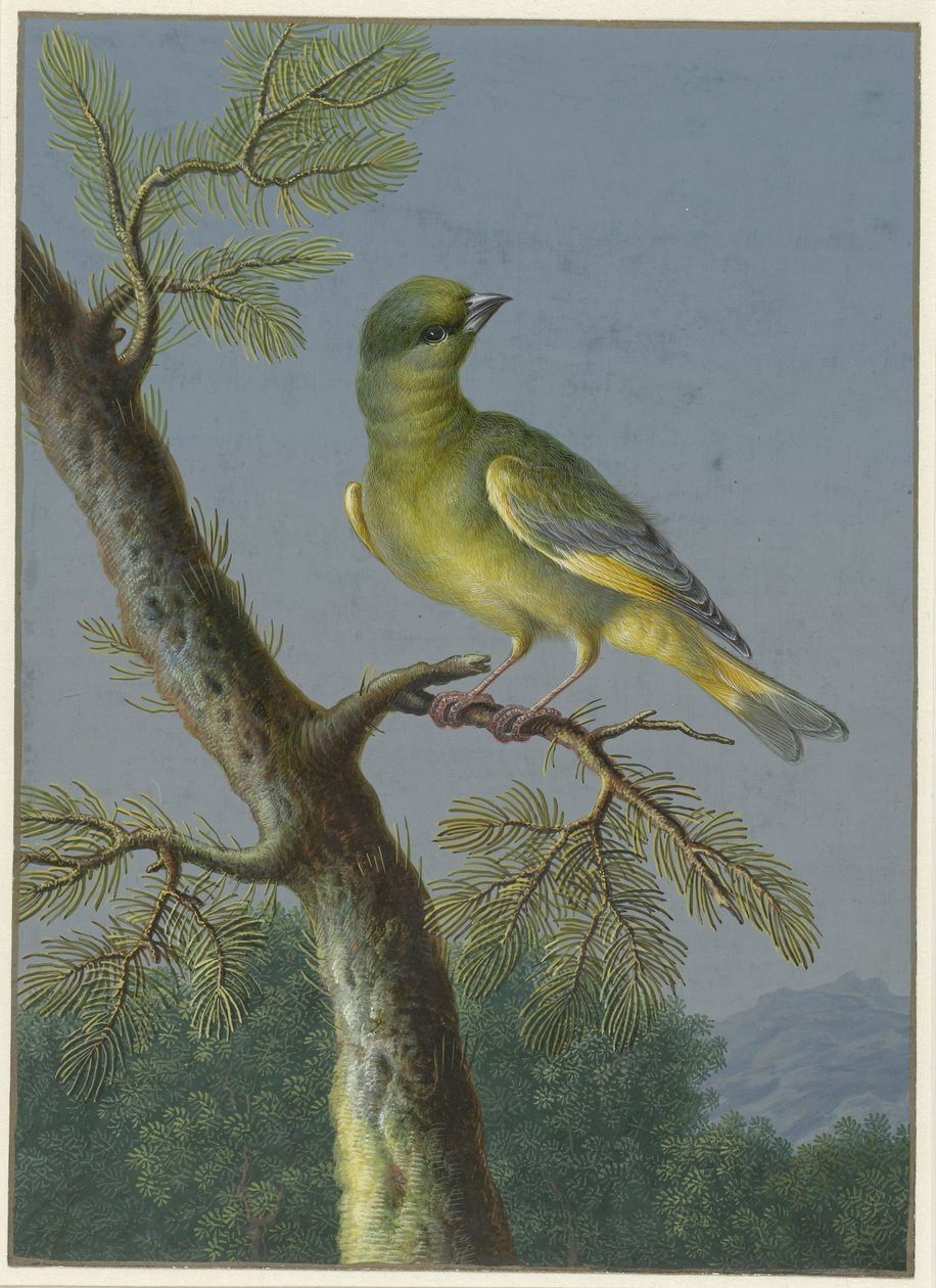 Greenfinch (Four Gouaches of Birds, Series Title) by Barbara Regina Dietzsch