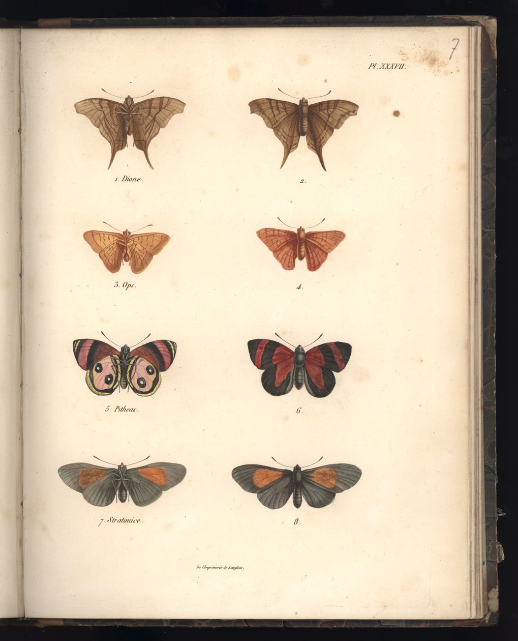 Lepidoptera, Pl. XXXVII, Illustration from 