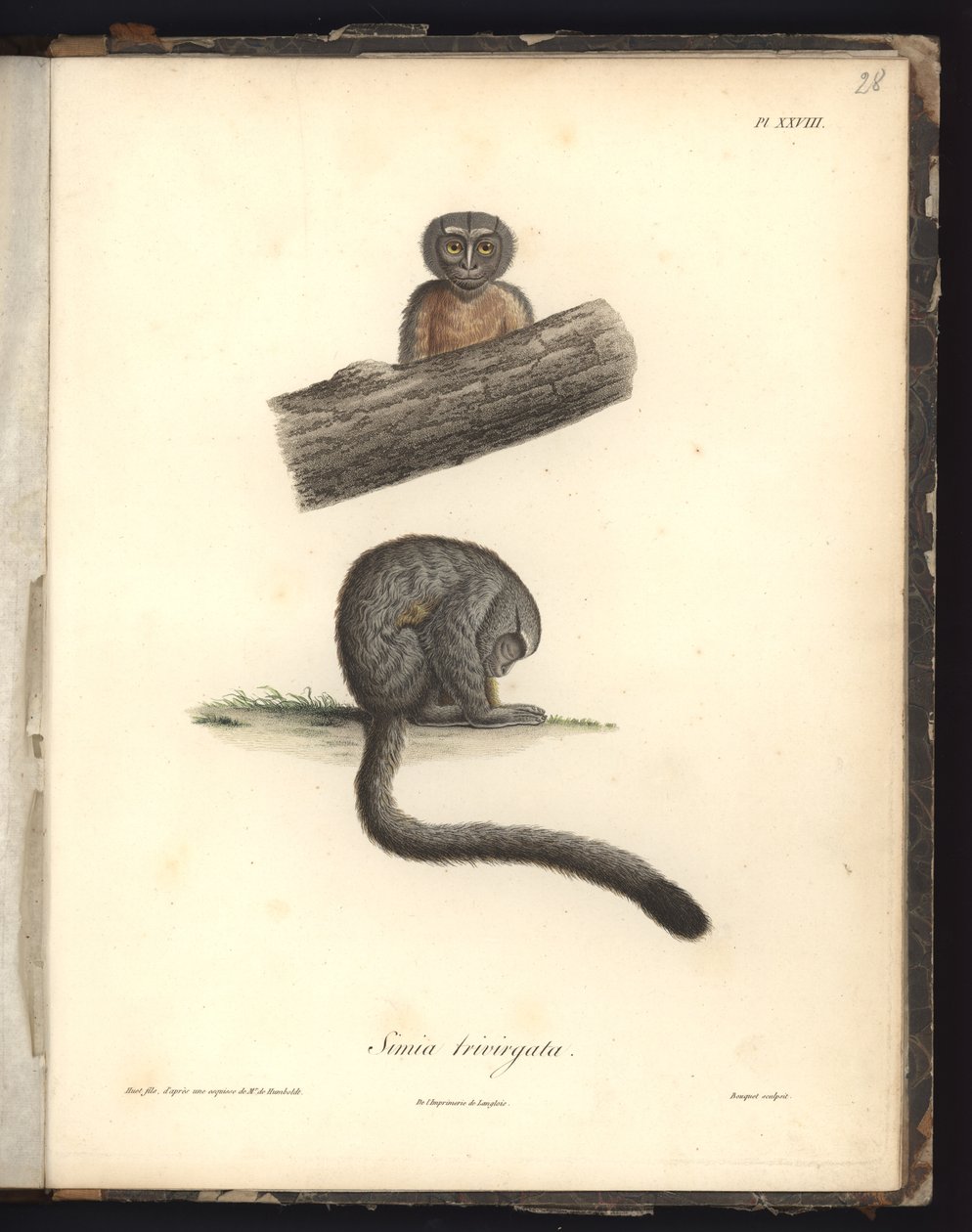 Simia trivirgata, Pl.XXVIII, steel engraved by Louis Bouquet after an engraving by Nicola Huet, illustration from 