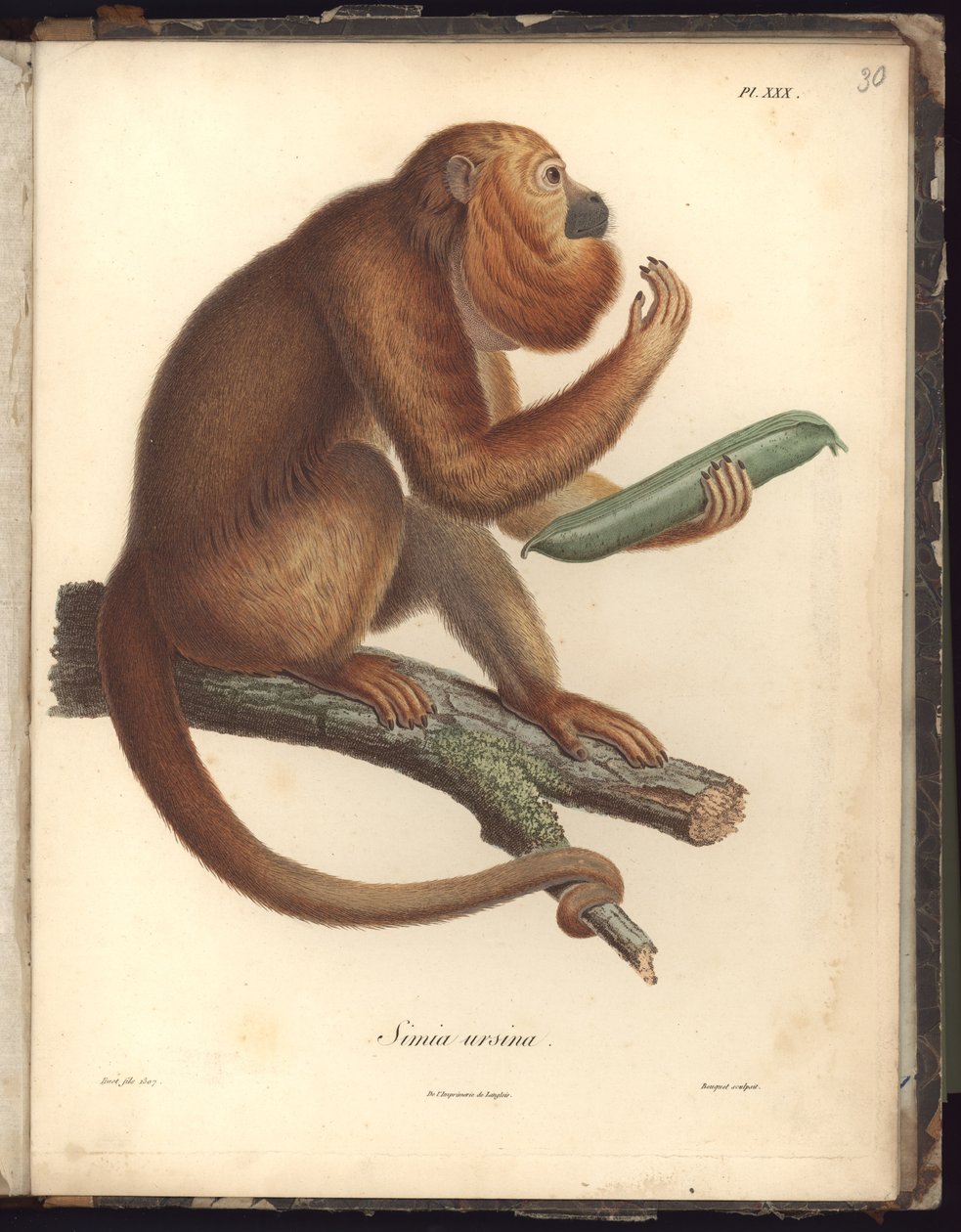 Simia ursina, Pl.XXX, illustration from Recueil d