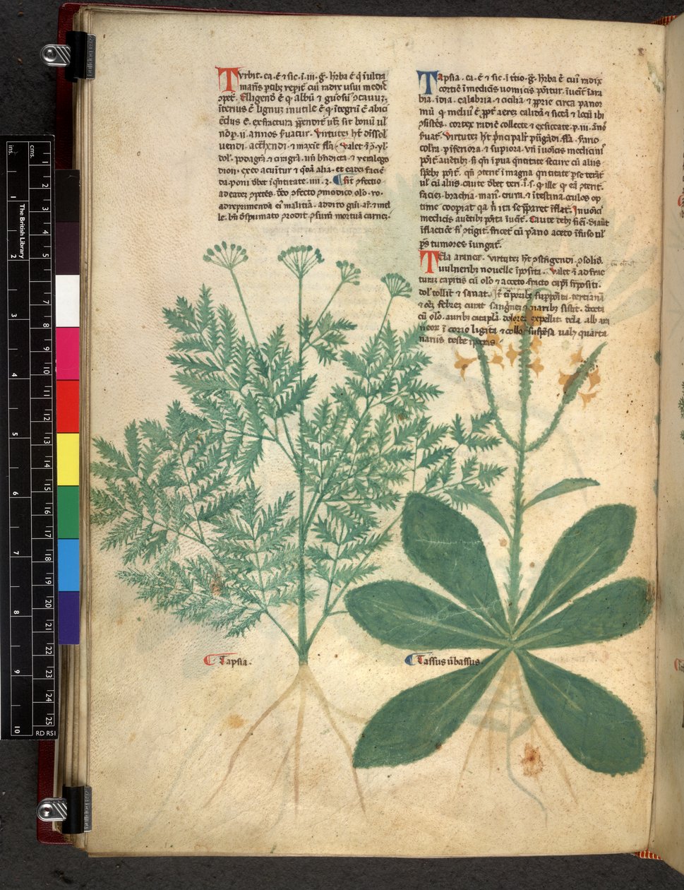 Tractatus de Herbis by Bartholomaei Mini de Senis